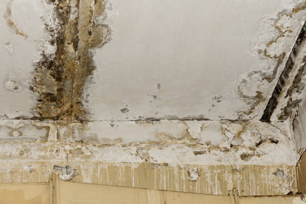 Best Mold Documentation for Insurance Claims  in Cleveland, GA